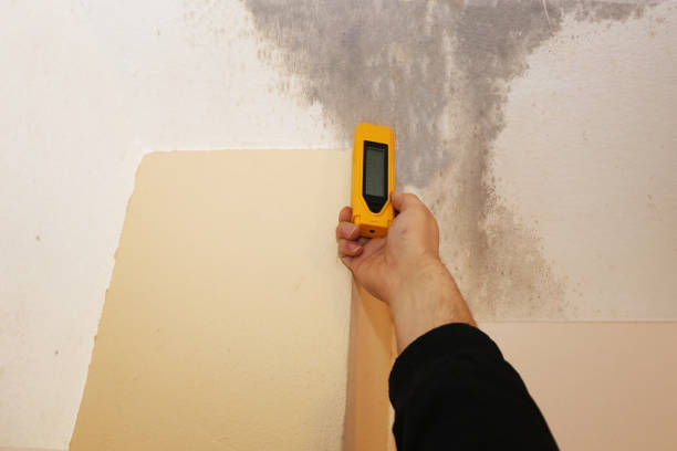 Environmental Consulting for Mold Prevention in Cortez, CO