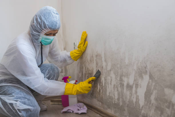Best Mold Removal for HVAC Installations  in Rtez, CO