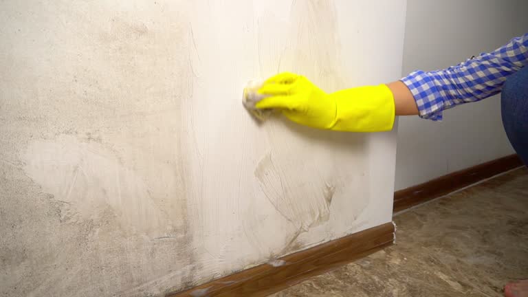  Rtez, CO Mold Removal Pros
